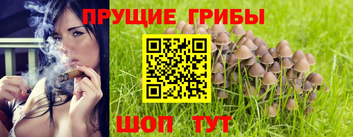 Псилоцибиновые грибы Cubensis Камышлов